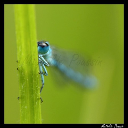Tête à tête avec l'Agrion de mercure - Coenagrion mercuriale